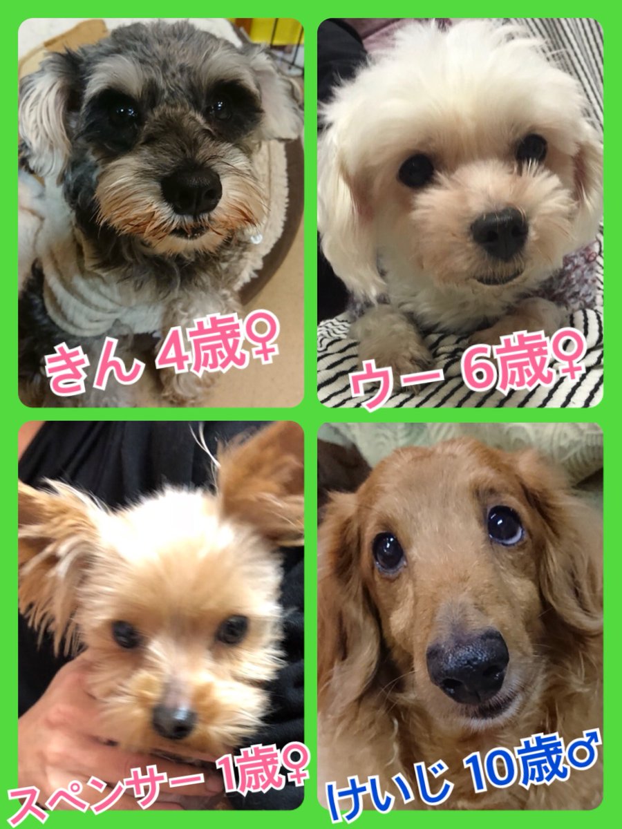 🐾今日の里親様募集中ワンコ🐶メンバーです🐾2018,11,15